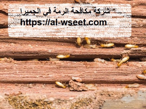 شركة مكافحة الرمة في الجميرا