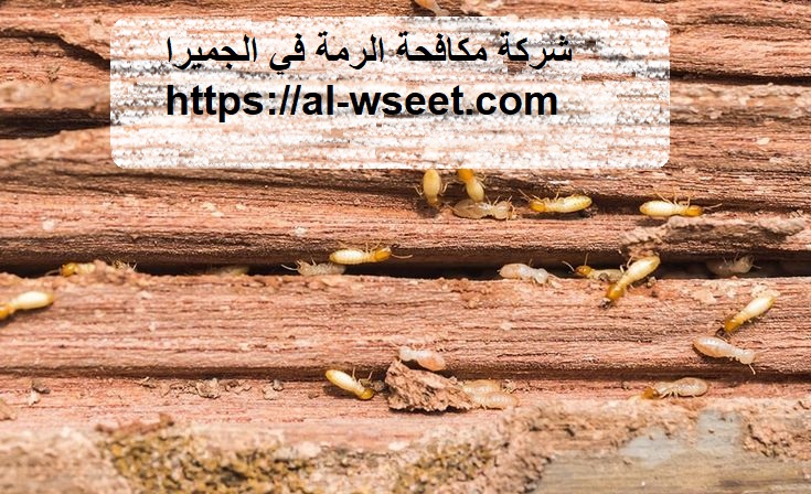 شركة مكافحة الرمة في الجميرا