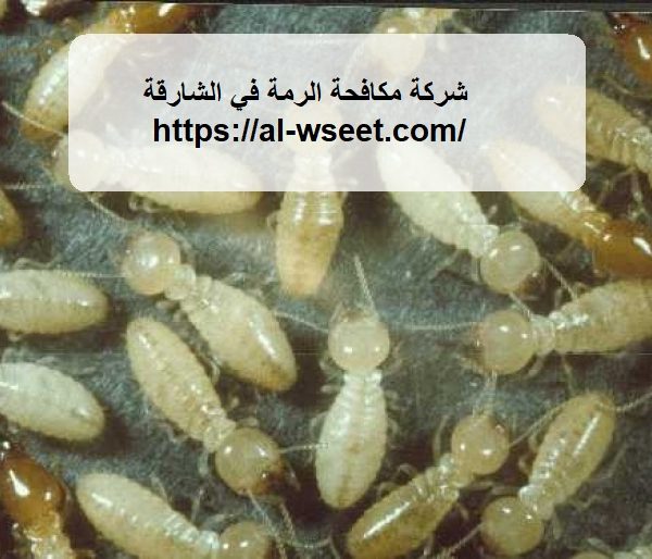 شركة مكافحة الرمة في الشارقة