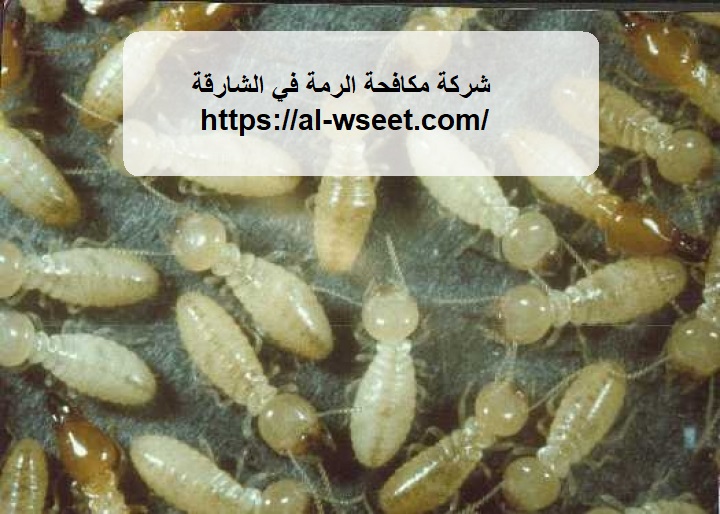 شركة مكافحة الرمة في الشارقة