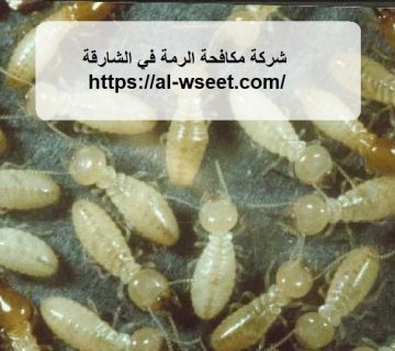 شركة مكافحة الرمة في الشارقة