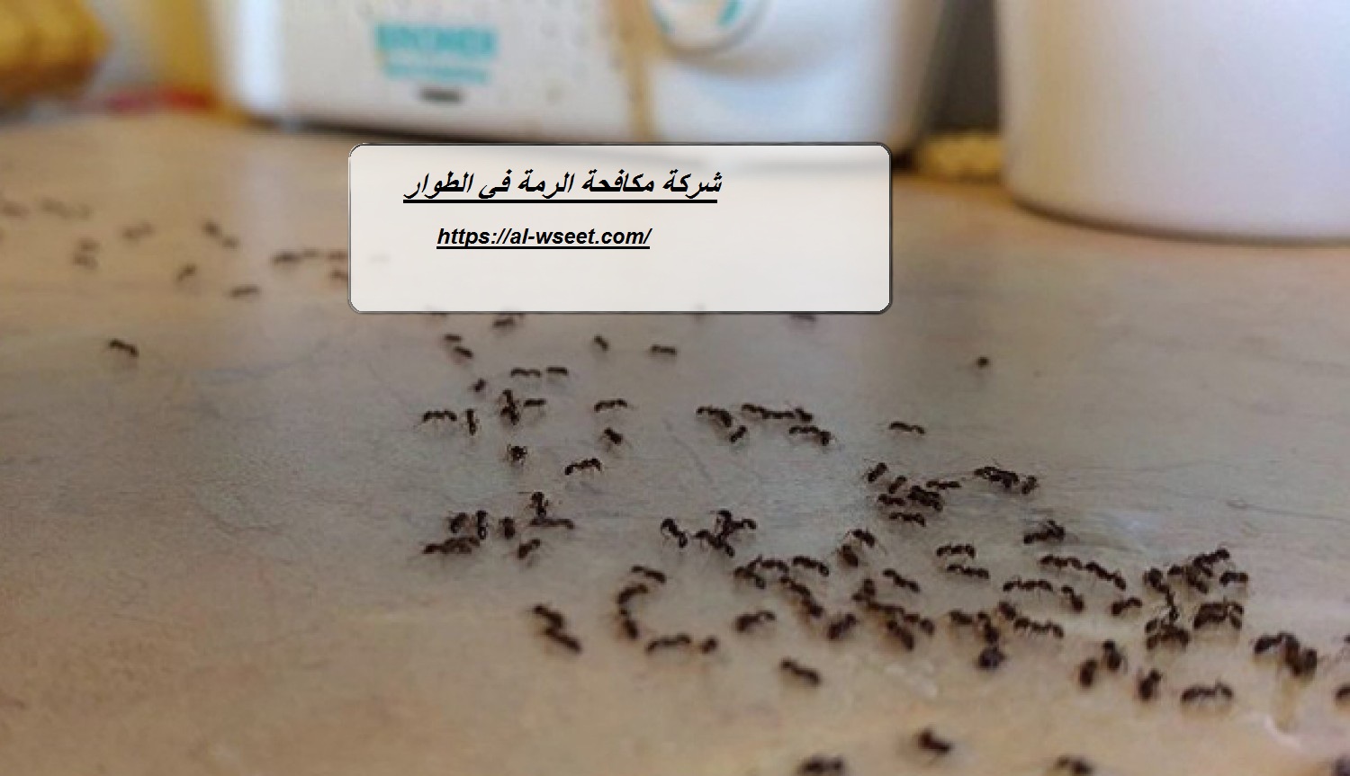 شركة مكافحة الرمة في الطوار