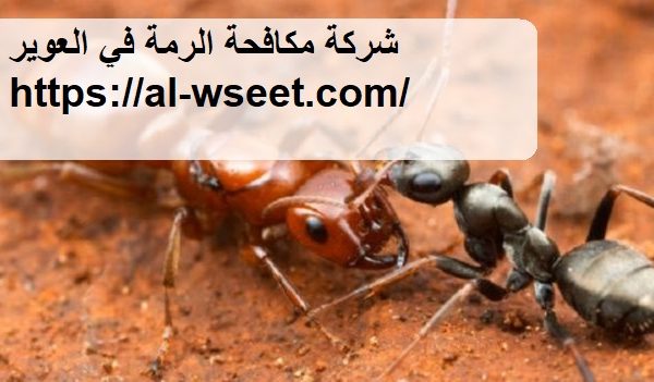 شركة مكافحة الرمة في العوير