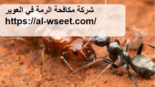 شركة مكافحة الرمة في العوير