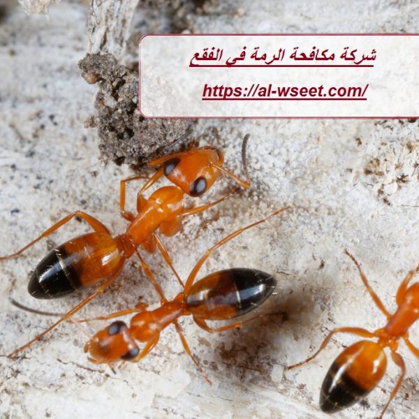 شركة مكافحة الرمة في الفقع