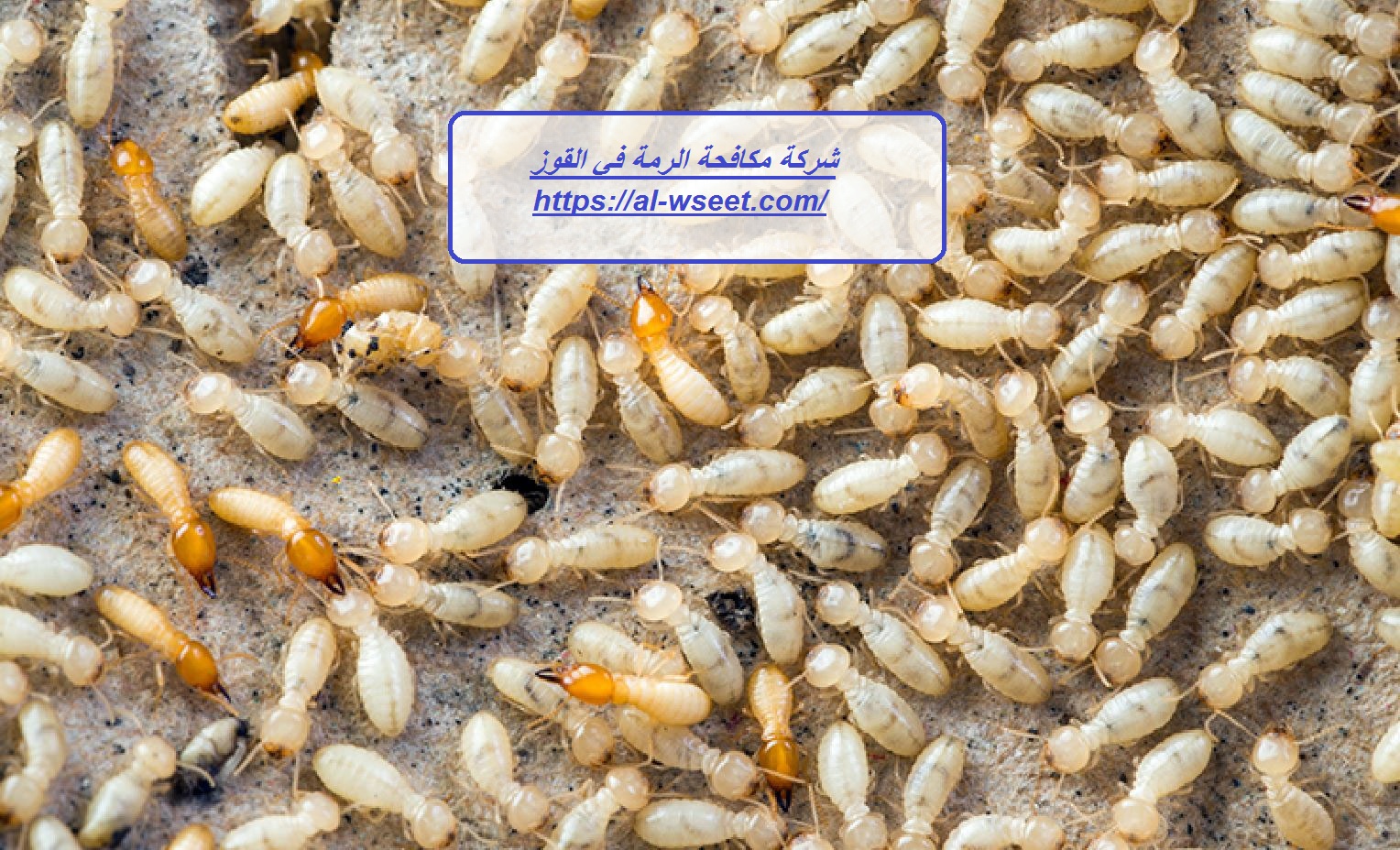 شركة مكافحة الرمة في القوز