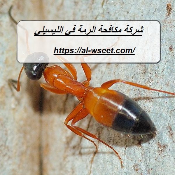 شركة مكافحة الرمة في الليسيلي