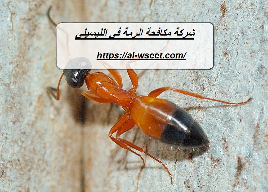 شركة مكافحة الرمة في الليسيلي