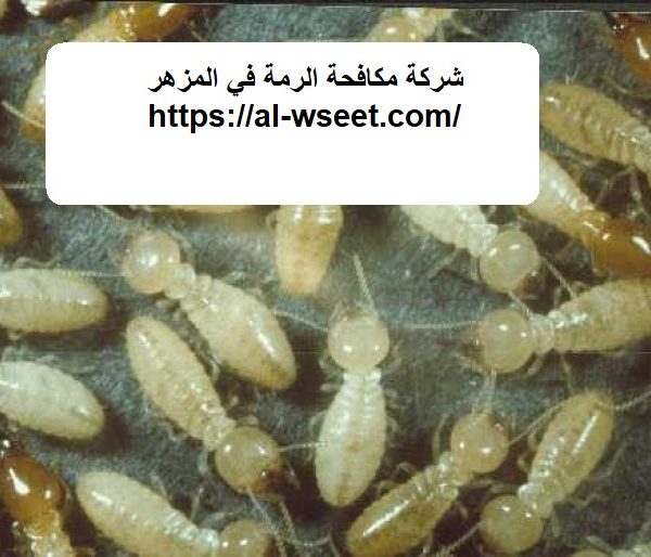شركة مكافحة الرمة في المزهر