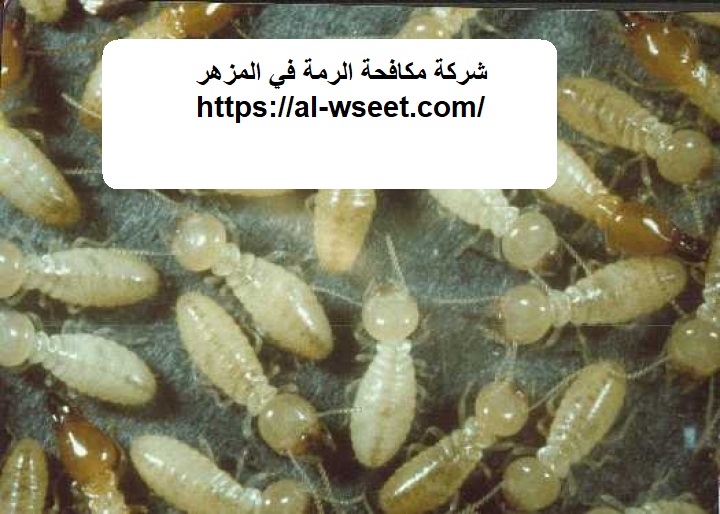 شركة مكافحة الرمة في المزهر