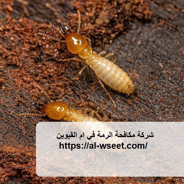 شركة مكافحة الرمة في ام القيوين
