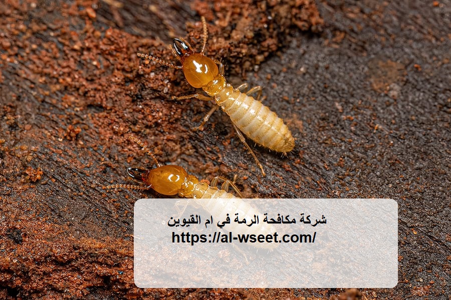 شركة مكافحة الرمة في ام القيوين
