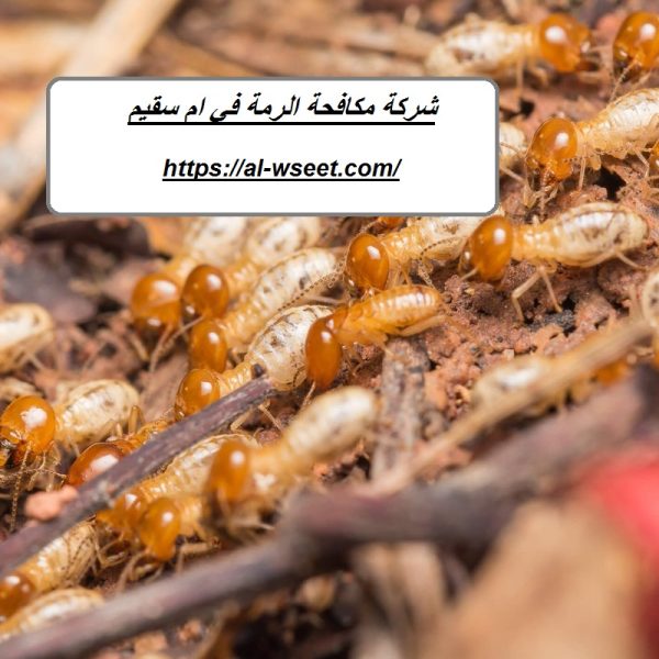 شركة مكافحة الرمة في ام سقيم