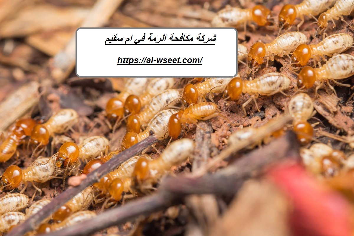 شركة مكافحة الرمة في ام سقيم