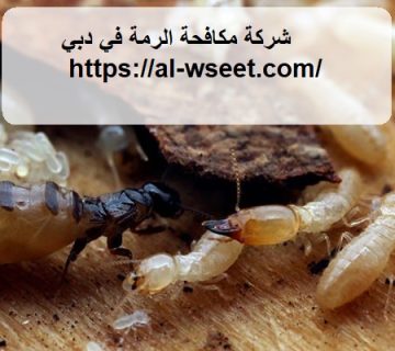 شركة مكافحة الرمة في دبي