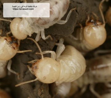 شركة مكافحة الرمة في راس الخيمة