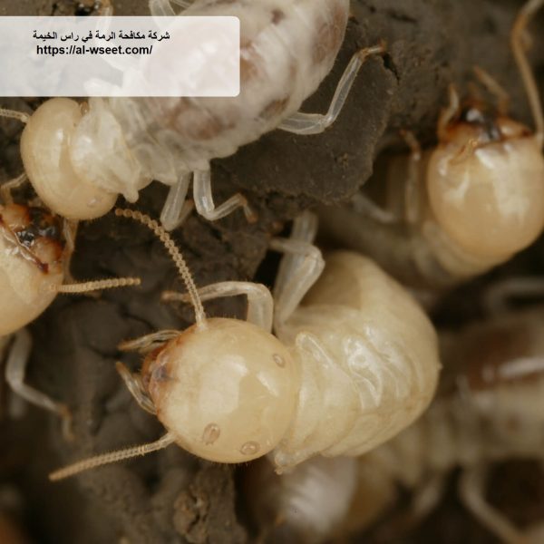 شركة مكافحة الرمة في راس الخيمة