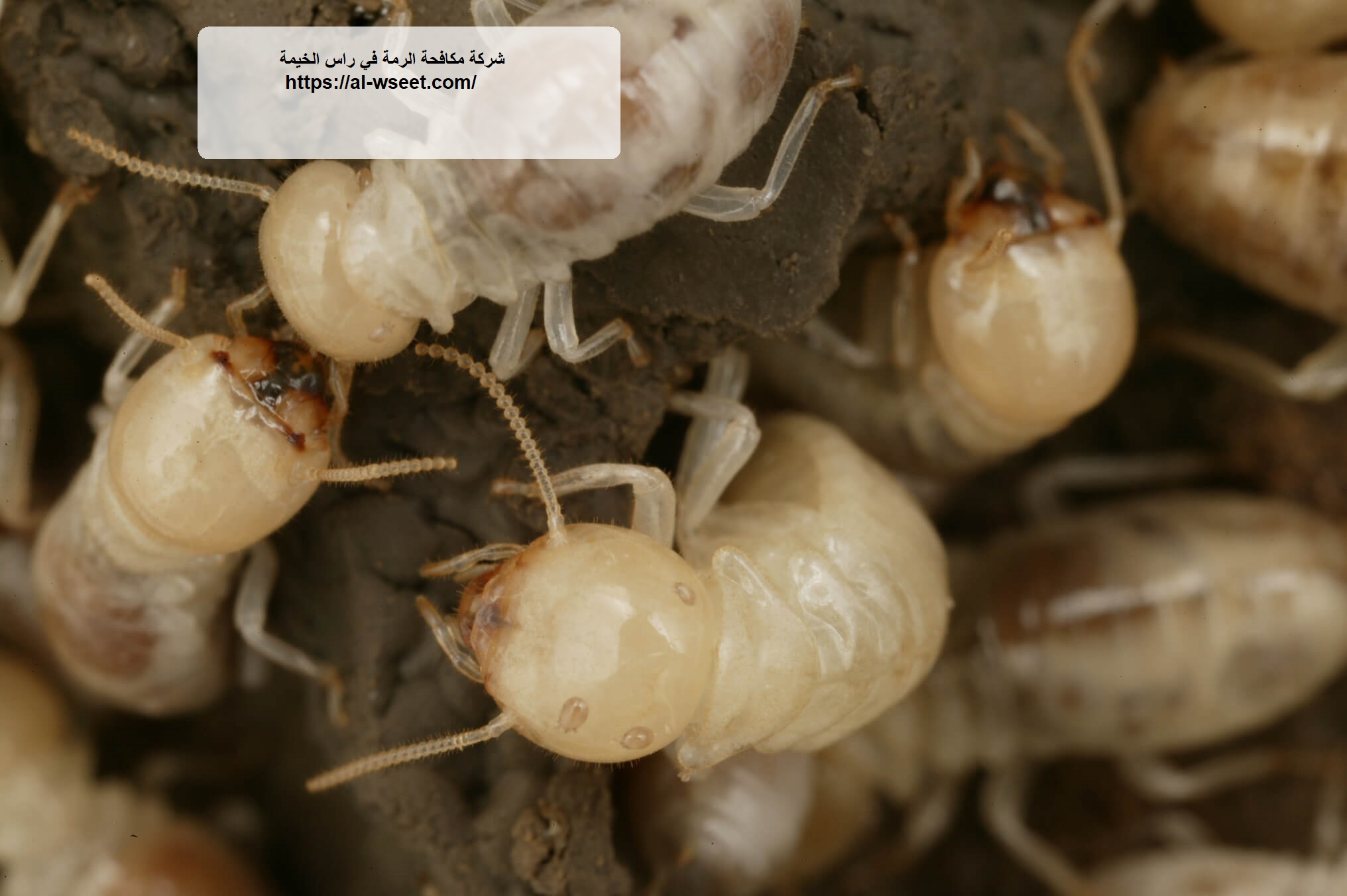 شركة مكافحة الرمة في راس الخيمة
