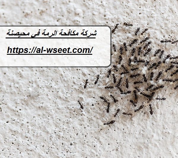 شركة مكافحة الرمة في أبو هيل دبي