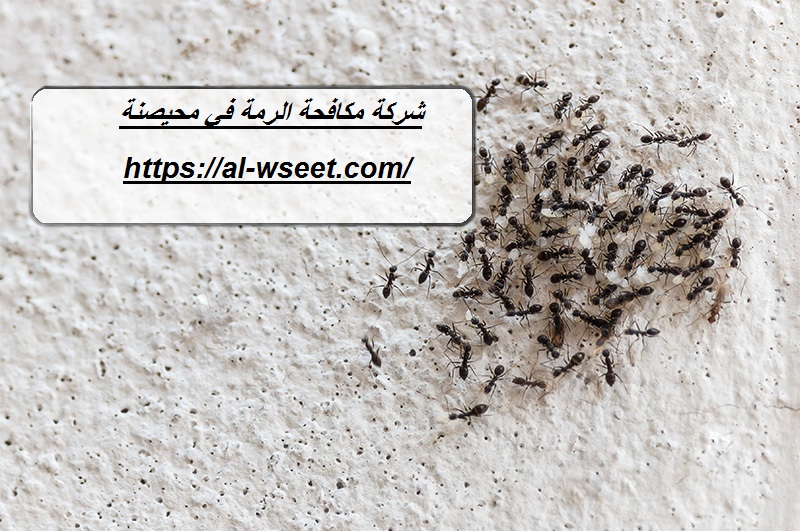شركة مكافحة الرمة في محيصنة