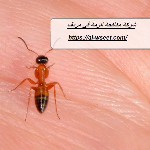 شركة مكافحة الرمة في مردف