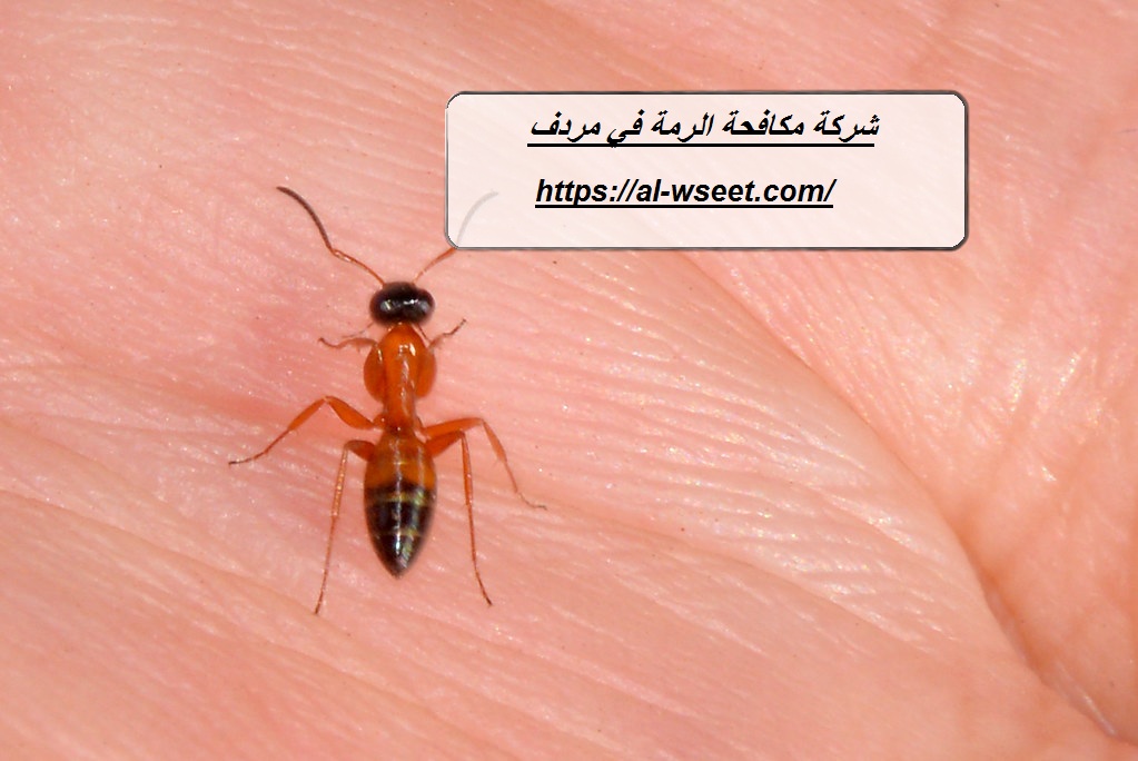 شركة مكافحة الرمة في مردف