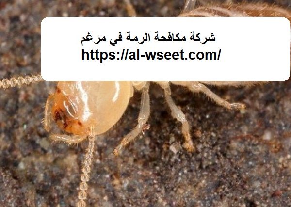 شركة مكافحة الرمة في مرغم