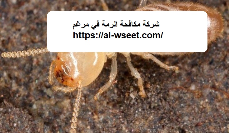 شركة مكافحة الرمة في مرغم