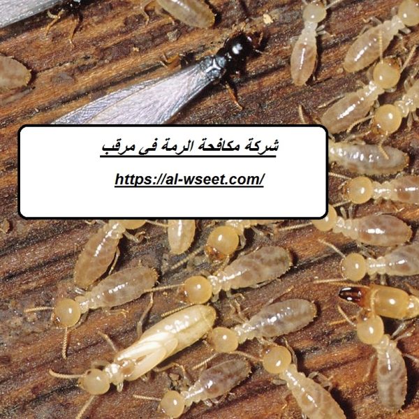 شركة مكافحة الرمة في مرقب