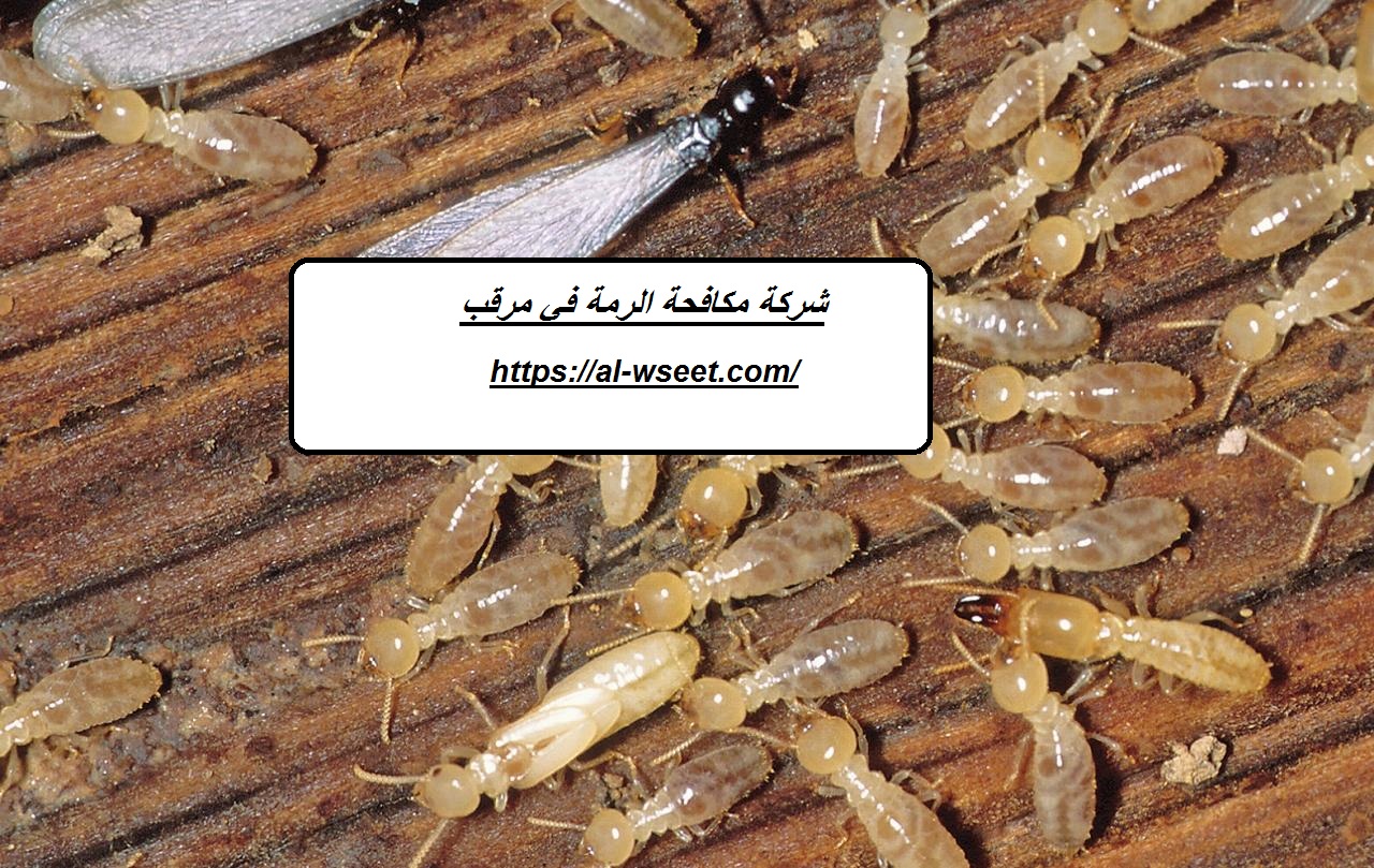 شركة مكافحة الرمة في مرقب