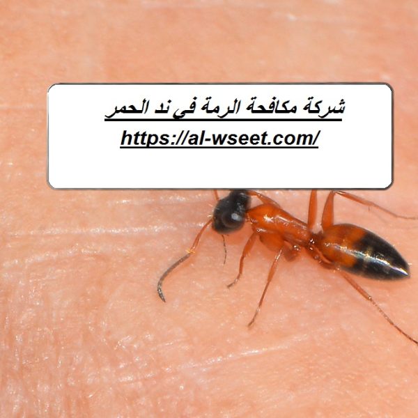 شركة مكافحة الرمة في ند الحمر