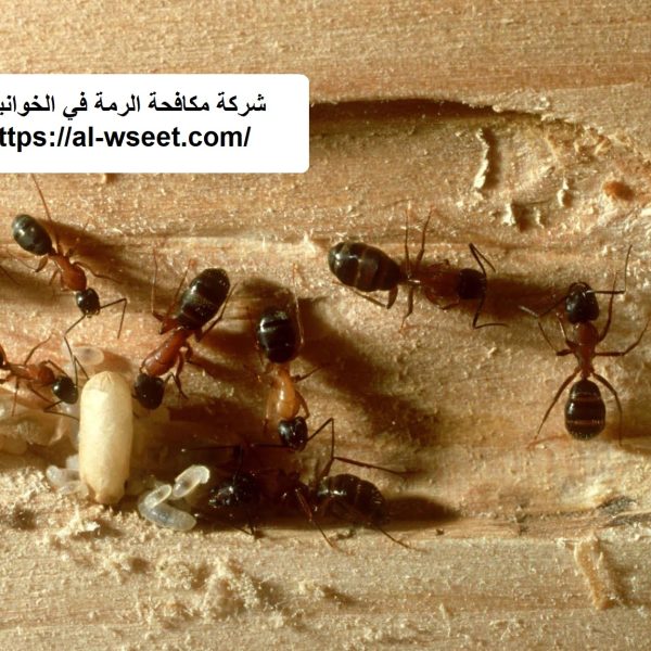 شركة مكافحة الرمة في الخوانيج