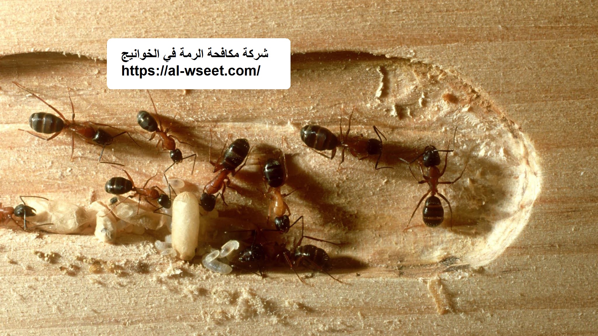 شركة مكافحة الرمة في الخوانيج