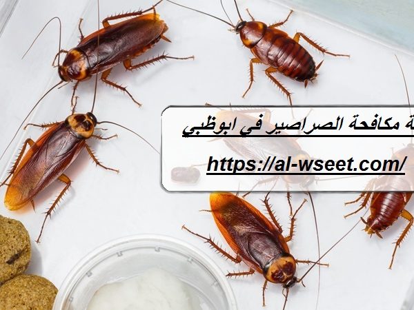شركة مكافحة الصراصير في ابوظبي