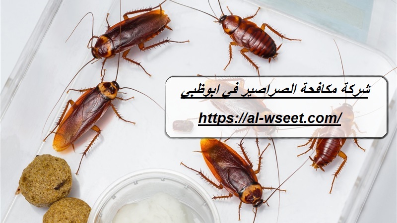 شركة مكافحة الصراصير في ابوظبي