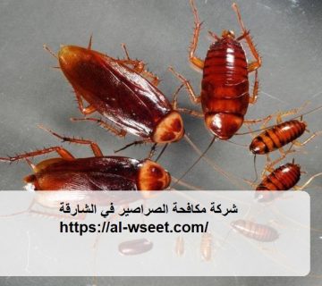 شركة مكافحة الصراصير في الشارقة