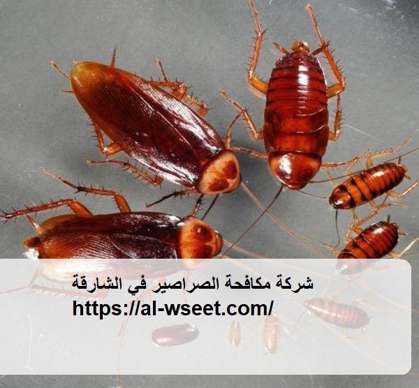 شركة مكافحة الصراصير في الشارقة