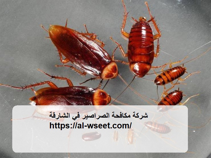 شركة مكافحة الصراصير في الشارقة