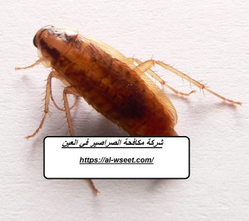 شركة مكافحة الصراصير في العين