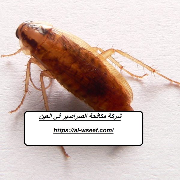شركة مكافحة الصراصير في العين