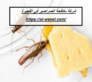شركة مكافحة الصراصير في الفجيرة