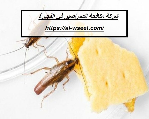 شركة مكافحة الصراصير في الفجيرة