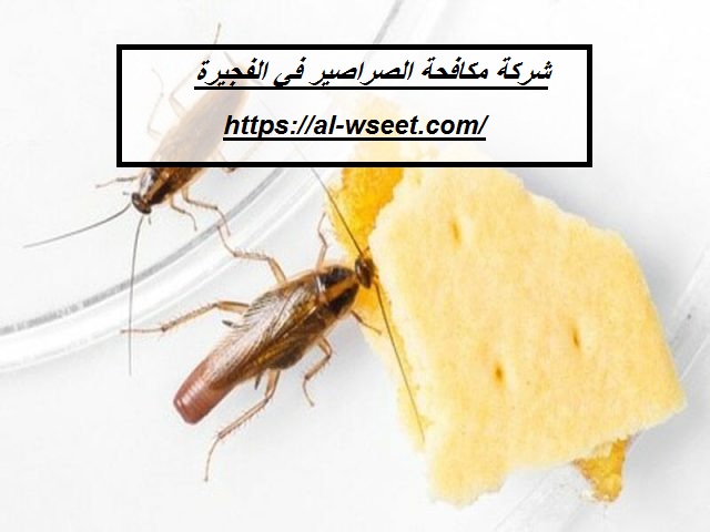 شركة مكافحة الصراصير في الفجيرة