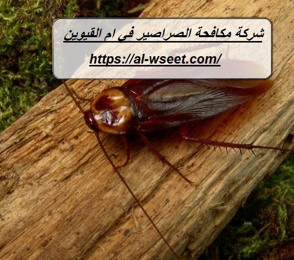 شركة مكافحة الصراصير في ام القيوين
