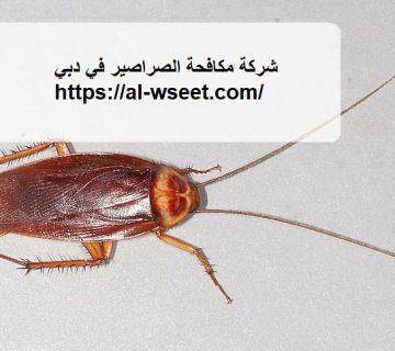 شركة مكافحة الصراصير في دبي