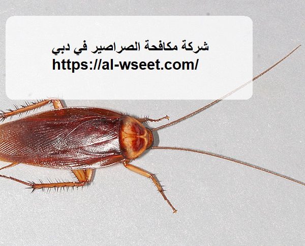 شركة مكافحة الصراصير في دبي