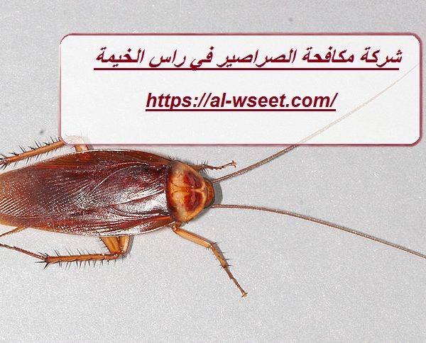 شركة مكافحة الصراصير في راس الخيمة