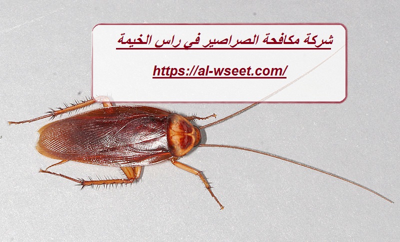 شركة مكافحة الصراصير في راس الخيمة