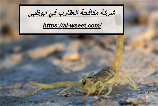 شركة مكافحة العقارب في ابوظبي
