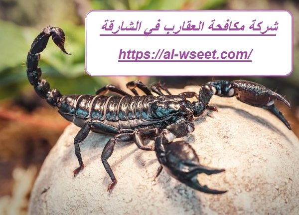 شركة مكافحة العقارب في الشارقة